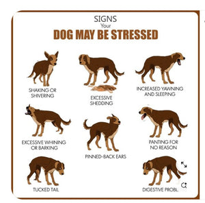 ELIMINA EL ESTRES Y ANSIEDAD EN PERROS Y GATOS - Made in USA