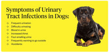 URINARY INFECTION CARE FOR PETS (100 Capsules - Made in USA) Dogs and cats