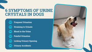 URINARY INFECTION CARE FOR PETS (100 Capsules - Made in USA) Dogs and cats