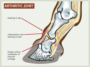 ARTHRITIS RELIEF PAIN FOR EQUINES (HORSES) 360 CAPS & FREE CREAM FOR ARTHRITIS