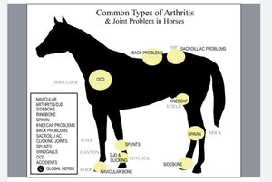 ARTHRITIS STOP PAIN FOR EQUINES (HORSES) - 360 CAPS  MADE IN USA