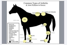 ARTHRITIS RELIEF PAIN FOR EQUINES (HORSES) 360 CAPS & FREE CREAM FOR ARTHRITIS