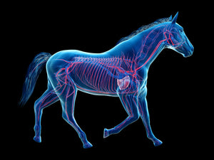 ARTHRITIS STOP PAIN FOR EQUINES (HORSES) - 360 CAPS  MADE IN USA