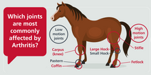 ARTHRITIS STOP PAIN FOR EQUINES (HORSES) - 360 CAPS  MADE IN USA
