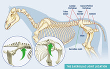ARTHRITIS RELIEF PAIN FOR EQUINES (HORSES) 360 CAPS & FREE CREAM FOR HIP JOINT