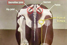 ARTHRITIS RELIEF PAIN FOR EQUINES (HORSES) 360 CAPS & FREE CREAM FOR HIP JOINT