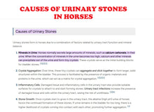 PIEDRAS EN LA VEJIGA Y RIÑONES EN LOS CABALLOS - TRITURADOR DE CALCULOS EN CABALLOS - MADE IN USA