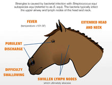 ELIMINAR ELTRISMO Y ESTRANGULAMIENTO EN CABALLOS - MATA CUALQUIERA BACTERIA EN CABALLOS - HECHO EN EE. UU.