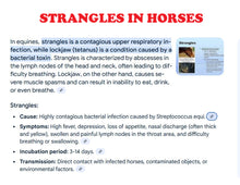 ELIMINAR ELTRISMO Y ESTRANGULAMIENTO EN CABALLOS - MATA CUALQUIERA BACTERIA EN CABALLOS - HECHO EN EE. UU.