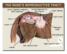 INCREASE MARE HEAT (ESTRUS) - BRING MARES INTO HEAT NOW - Made in USA