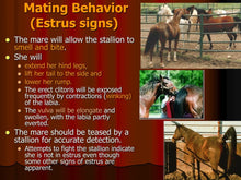 INCREASE MARE HEAT (ESTRUS) - BRING MARES INTO HEAT NOW - Made in USA