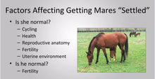 INCREASE MARE HEAT (ESTRUS) - BRING MARES INTO HEAT NOW - Made in USA