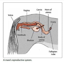 INCREASE MARE HEAT (ESTRUS) - BRING MARES INTO HEAT NOW - Made in USA
