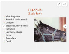 GET RID OF LOCKJAW & STRANGLES ON HORSES - ELIMINATE ANY BACTERIAL IN EQUINES - MADE IN USA