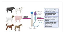 INCREMENTA LA FERTILIDAD EN CABALLOS SEMENTAL  - INCREMENTA ESPERMA MOBILIDAD - MADE IN USA -