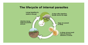 ELIMINA LOS PARASITOS INTESTINALES EN OVEJA, CABRA Y RUMIANTES - Anti-Parasitos Anti-Gusanos Estomacales