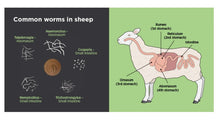 ELIMINA LOS PARASITOS INTESTINALES EN OVEJA, CABRA Y RUMIANTES - Anti-Parasitos Anti-Gusanos Estomacales
