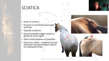 STOP SCIATICA NERVE PAIN FOR HORSES (EQUINE) - GET RID OF SCIATICA PAIN IN HORSES - MADE IN USA