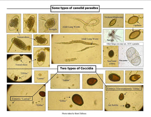 Alpaca, Vicuña, Llama and Camelids Anti-parasites Anti-Worms - Made in USA