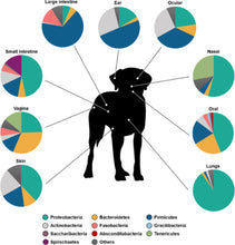 BACTERIAL INFECTIONS IN PETS (DOGS & CATS)(90 Capsules - Made in USA)