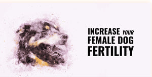 FERTILIDAD PARA UNA PERRA - HEMBRA DEL PERRO