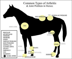 ARTHRISTIS RELIEF PAIN FOR EQUINES (HORSES) - MADE IN USA 240 CAPS