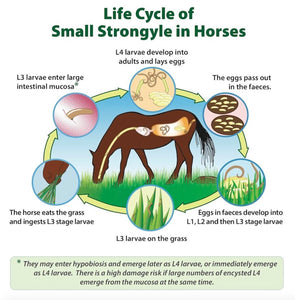 ELIMINA PARASITOS Y GUSANOS INTESTINALES EN CABALLOS  - mata parasitos & gusano en caballos - Made in  USA