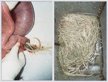 ELIMINA PARASITOS Y GUSANOS INTESTINALES EN CABALLOS  - mata parasitos & gusano en caballos - Made in  USA