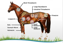 ELIMINA PARASITOS Y GUSANOS INTESTINALES EN CABALLOS  - mata parasitos & gusano en caballos - Made in  USA