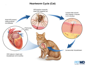 HEARTWORMS KILLER FOR PETS (Dogs & Cats)