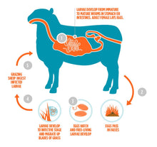 ELIMINA LOS PARASITOS INTESTINALES EN OVEJA, CABRA Y RUMIANTES - Anti-Parasitos Anti-Gusanos Estomacales