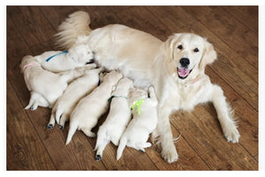 FERTILIDAD PARA UNA PERRA - HEMBRA DEL PERRO